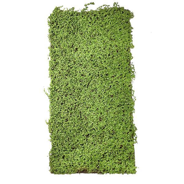 Artificial Green Twig Moss Panel 100x50 cm Pure Clean Rental Solutions