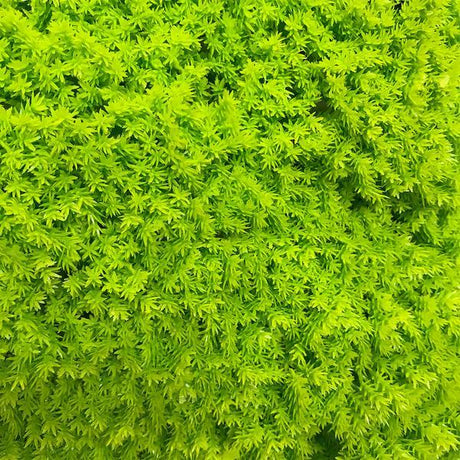 Artificial Lime Green Moss Panel 100x100 cm Pure Clean Rental Solutions
