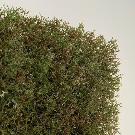 Artificial Olive Green-Brown Reindeer Moss Panel 100x100 cm Pure Clean Rental Solutions