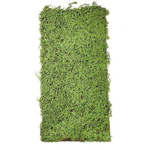 Artificial Green Twig Moss Panel 100x50 cm Pure Clean Rental Solutions 