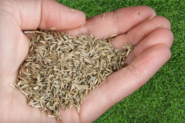 Lawn Seed Pure Clean Rental Solutions 0.5kg Bag 