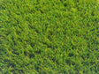 Spruce 40mm Artificial Grass Lawn & Garden Pure Clean Rental Solutions 